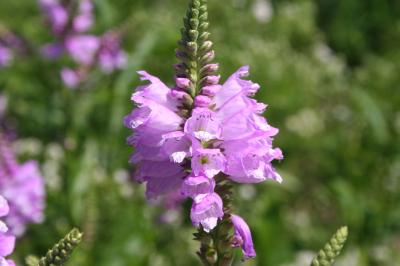 Flowers of Obedient Plant