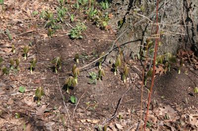 Mayapples emerging in spring