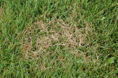 Patch of red thread disease in turfgrass.