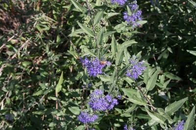 Flowers of the cultivar 'Blue Mist'