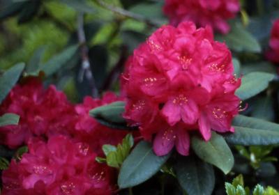 Catawba Rhododendron flowers  