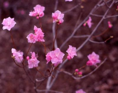 Korean Rhododendron flowers