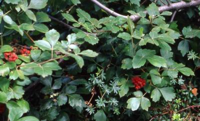 Fragrant Sumac leaves and fruit