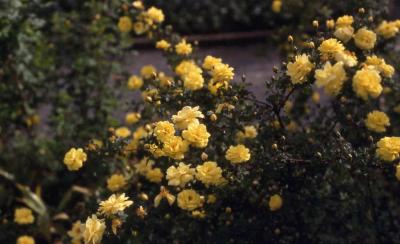 Harrison’s Yellow Rose flowers