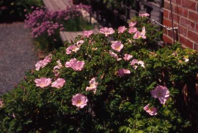 Rugosa Rose flowers