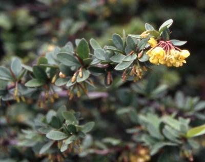 Mentor Barberry flowers