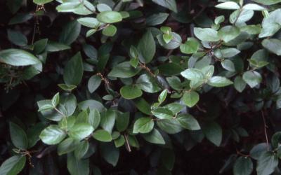 Burkwood viburnum leaves