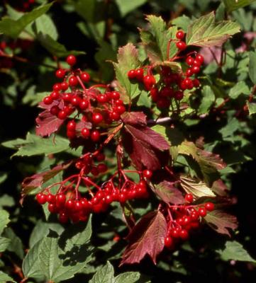 European Cranberrybush Viburnum fruit