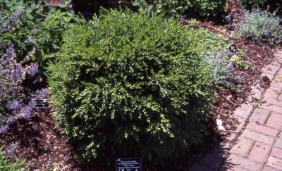Common Boxwood, hybrid 'Green Gem'
