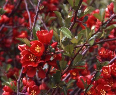 Common Flowering Quince flowers