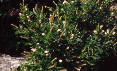 Summersweet Clethra form