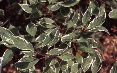 Tatarian Dogwood, leaves of cultivar 'Argenteo-marginata'