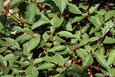 Redosier Dogwood leaves