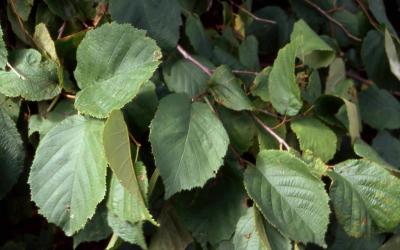 American Filbert leaves