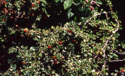 Cranberry Cotoneaster leaves and fruit