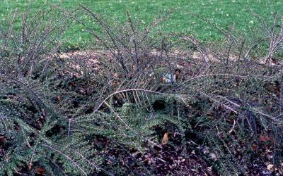 Rockspray Cotoneaster winter stems