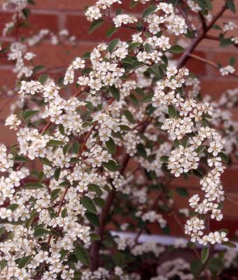 Many-flowered Cotoneaster flowers