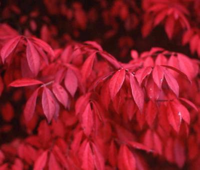 Winged Euonymus fall color