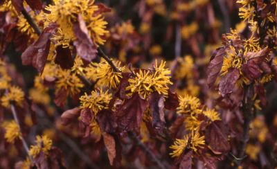 Chinese Witchhazel flowers