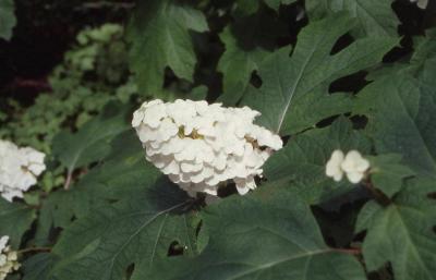Oakleaf Hydrangea flower