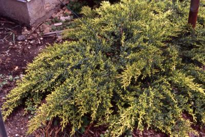 Chinese Juniper, form of the cultivar ‘Daub’s Frosted’