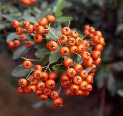 Scarlet Firethorn fruit
