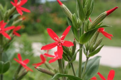 Flowers of Royal Catchfly