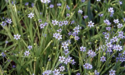 Common Blue-eyed Grass