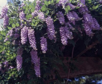Wisteria, Kentucky (Wisteria macrostachya)-Hort Answers - University of  Illinois Extension