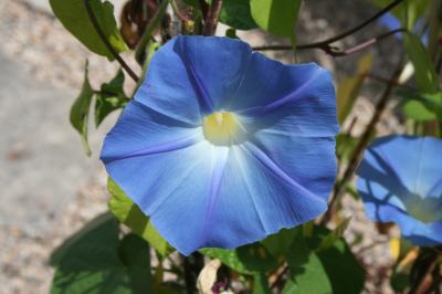 Flowers of the cultivar 'Heavenly Blue'