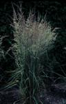 Korean Reed Grass, Fall Blooming Reed Grass