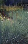 Blue-Lyme Grass