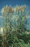 Ravenna Grass, Hardy Pampas Grass