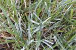 Powdery Mildew [Turfgrass]