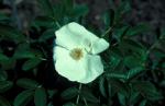 White Rugosa Rose