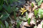 Trout Lily, Fawn Lily, Dogtooth Violet