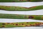 Helminthosporium Leaf, Crown, and Root Diseases [Turfgrass]