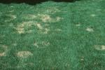 Summer Patch and Necrotic Ring Spot [Turfgrass]
