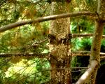 Pine Bark Adelgid