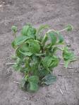 Plant Growth Regulator (PGR) Herbicide Injury
