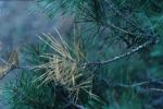 Pine Root Collar Weevil