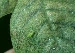 Potato Leafhopper [Woody Ornamentals]