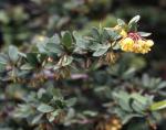 Mentor Barberry
