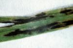 Leaf Smuts [Turfgrass]