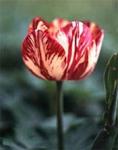 Tulip diseases