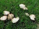 Mushrooms and Puffballs