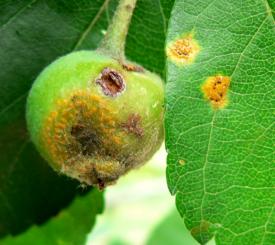 Selecting Trees for Your Home - Cedar Rust Diseases (several)