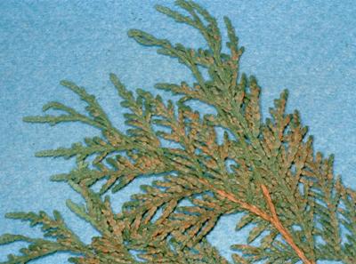 Leaf Miner on Arborvitae and Junipers (Argyresthia cupressella)-Hort ...