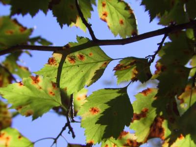 Cedar-Hawthorn Rust (Gymnosporangium globosum)-Hort Answers ...