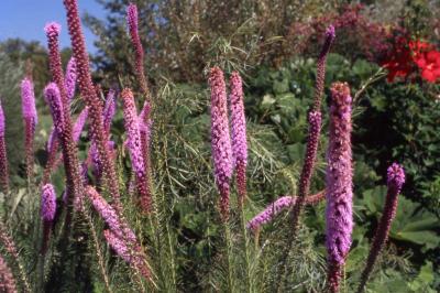 Prairie Blazing Star